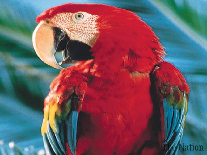 parrot