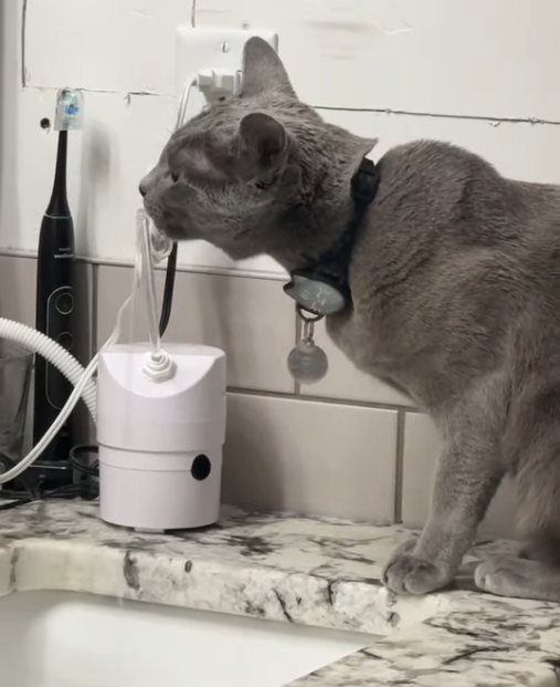 Remi, a Russian Blue cat, drinking running water from his AquaPurr beside the bathroom sink