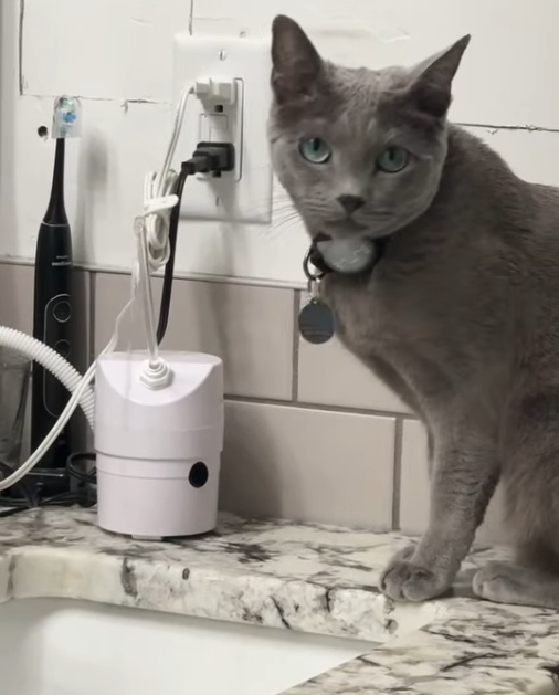 Remi looking toward the camera beside his AquaPurr after his water break is interrupted