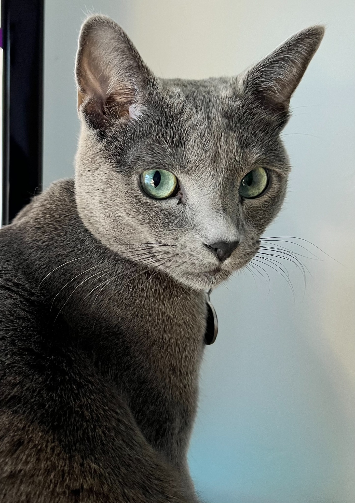 Remi, a gray cat with green eyes